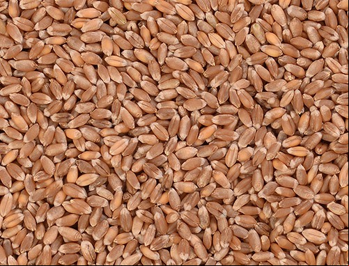 Trigo E Triticale